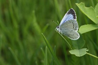 Kutsal Mavi (Celastrina argiolus)