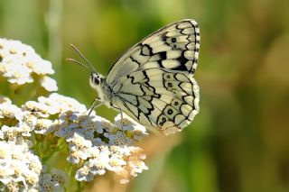 Anadolu Melikesi (Melanargia larissa)
