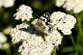 Anadolu Melikesi (Melanargia larissa)
