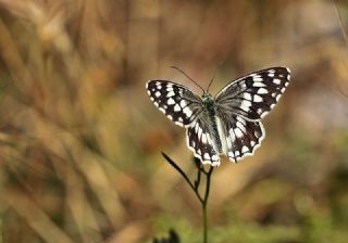 Anadolu Melikesi (Melanargia larissa)