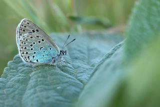 Byk Korubeni (Phengaris arion)