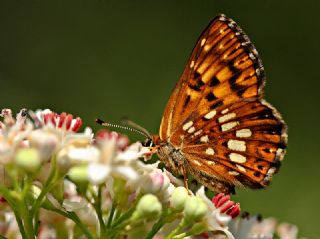 ncili Kelebek (Hamearis lucina)
