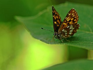 ncili Kelebek (Hamearis lucina)