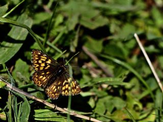 ncili Kelebek (Hamearis lucina)