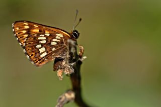 ncili Kelebek (Hamearis lucina)