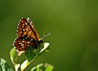 ncili Kelebek (Hamearis lucina)
