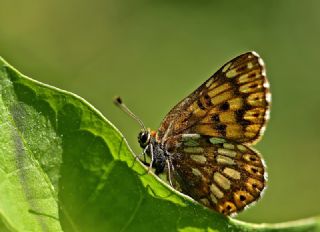 ncili Kelebek (Hamearis lucina)