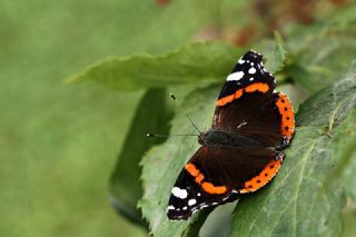 Atalanta (Vanessa atalanta)
