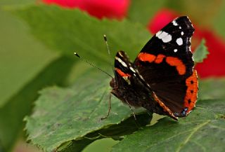 Atalanta (Vanessa atalanta)