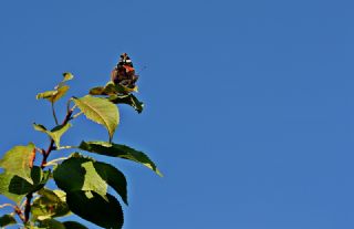 Atalanta (Vanessa atalanta)