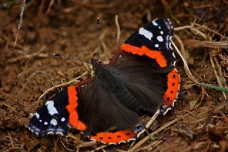 Atalanta (Vanessa atalanta)