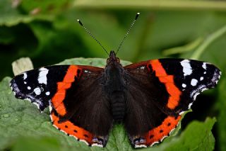 Atalanta (Vanessa atalanta)