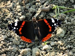 Atalanta&nbsp;(Vanessa&nbsp;atalanta)