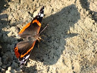 Atalanta&nbsp;(Vanessa&nbsp;atalanta)