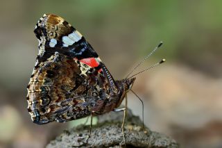 Atalanta (Vanessa atalanta)