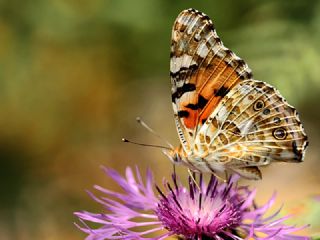 Diken Kelebei (Vanessa cardui)