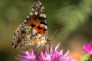 Diken Kelebei (Vanessa cardui)