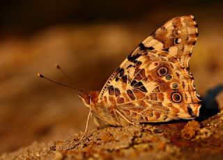 Diken Kelebei (Vanessa cardui)