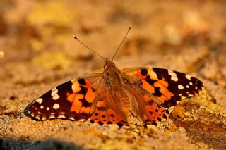 Diken Kelebei (Vanessa cardui)