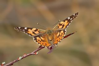 Diken Kelebei (Vanessa cardui)