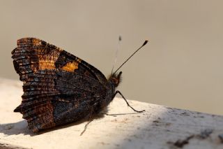 Aglais (Aglais urticae)