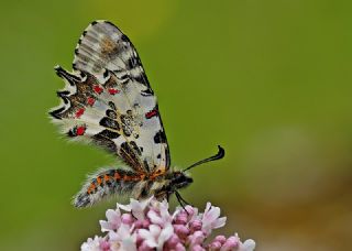 Orman Fistosu (Allancastria  cerisyi)