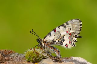 Orman Fistosu (Zerynthia cerisyi)