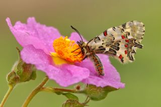 Orman Fistosu (Allancastria  cerisyi)