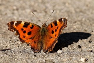 Sar Ayakl Nimfalis (Aglais xanthomelas)