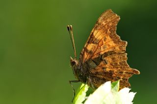 Yrtk Prtk (Inachis c-album)