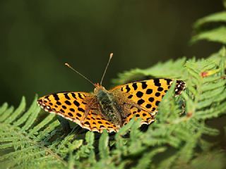 spanyol Kraliesi (Issoria lathonia)