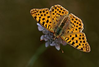 spanyol Kraliesi (Issoria lathonia)