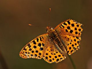 spanyol Kraliesi (Issoria lathonia)