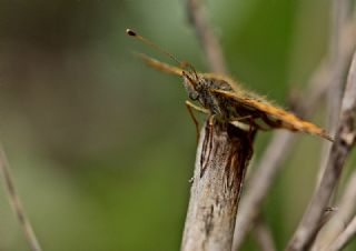 spanyol Kraliesi (Issoria lathonia)