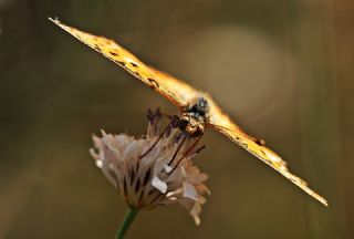 spanyol Kraliesi (Issoria lathonia)