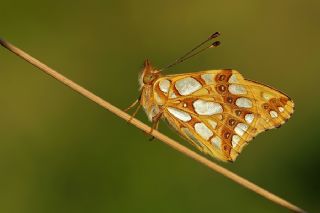 spanyol Kraliesi (Issoria lathonia)