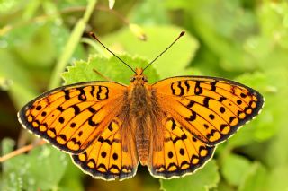 Niyobe (Fabriciana niobe)