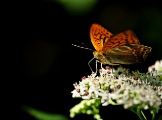 Cengaver (Argynnis paphia)