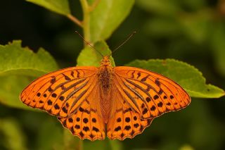 Cengaver (Argynnis paphia)