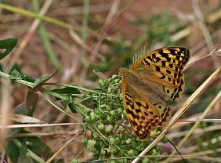 Bahadr (Argynnis pandora)