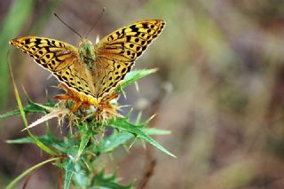 Bahadr (Argynnis pandora)