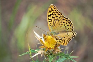 Bahadr (Argynnis pandora)