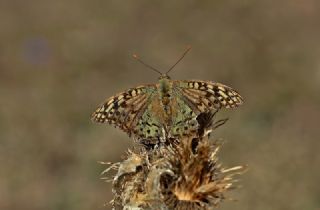 Bahadr (Argynnis pandora)