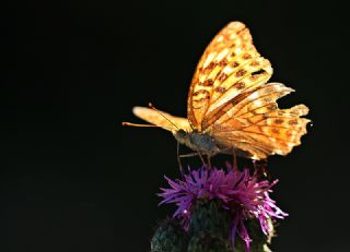 Cengaver (Argynnis paphia)