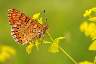 Nazuum (Euphydryas aurinia)