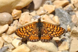 Nazuum (Euphydryas aurinia)