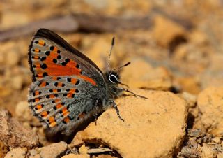 Akbes Gelincii (Tomares nesimachus)