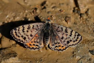 Benekli parhan (Melitaea didyma)