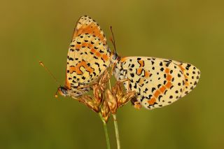 Benekli parhan (Melitaea didyma)