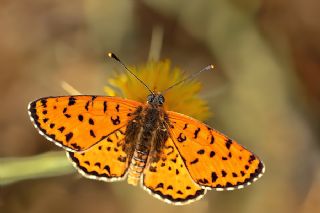 Benekli parhan (Melitaea didyma)